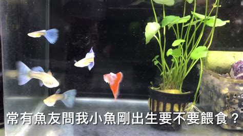 養魚先養水|養魚先養水之輕鬆來養孔雀魚第十集養水篇輕鬆養孔雀。